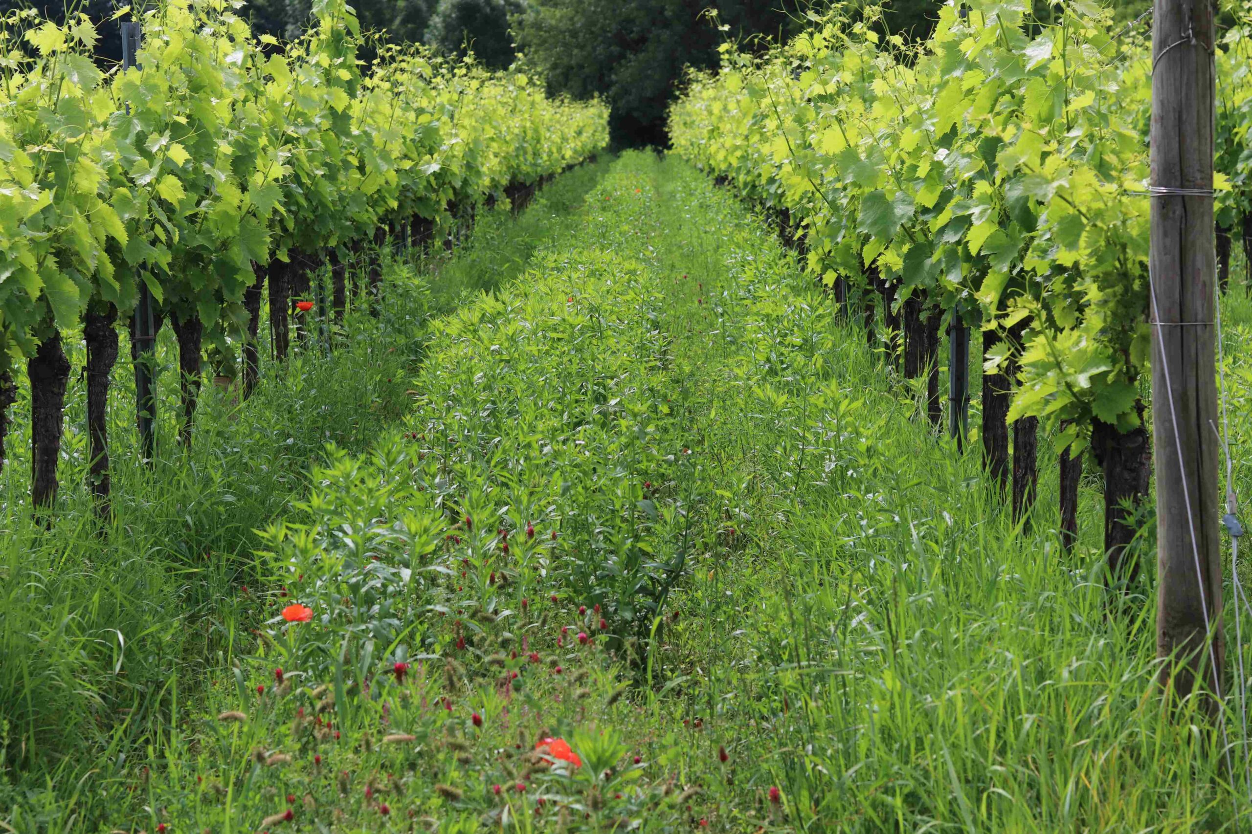 A sustainable viticulture